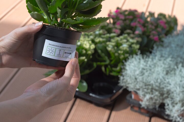 Eine Person hält einen Blumentopf mit einer Pflanze und zeigt das Etikett, während im Hintergrund weitere Pflanzen zu sehen sind.