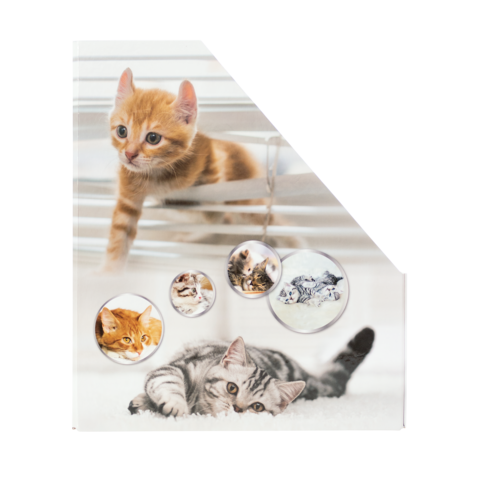 Kätzchen, das durch Jalousien schaut, umgeben von runden Bildern anderer Katzen in verschiedenen Posen.