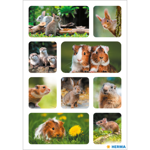 Eine Collage mit verschiedenen Tieren: Kaninchen, Meerschweinchen, Erdmännchen und ein Hamster, die in natürlichen Umgebungen dargestellt sind.