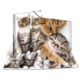 Ein Notizbuch mit Bildern von verschiedenen Katzen, darunter zwei stehende Kätzchen und eine schlafende Katze.
