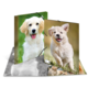 Zwei Ordner mit Bildern von Welpen, einer mit einem goldenen Retriever und der andere mit einem weißen, fröhlichen Welpen, auf einem neutralen Hintergrund.