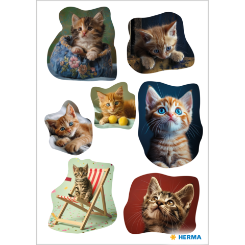 Eine Sammlung von Bildern von Kätzchen in verschiedenen Posen, darunter spielende und neugierige Katzen mit orangefarbenem Fell.