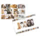 Eine Collage mit verschiedenen Katzenbildern, die verschiedene Rassen und Farben zeigt, darunter Kätzchen und ausgewachsene Katzen.