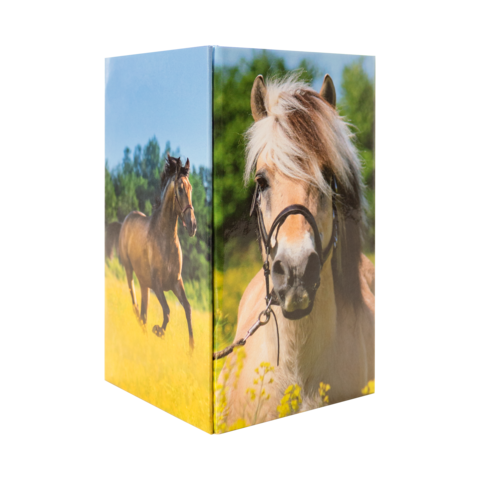 Zwei Pferde auf einer Wiese, eines mit hellem Fell und Halfter, das andere läuft im Hintergrund.