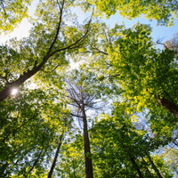 Baumkrone" bleibt im Deutschen unverändert, da es sich um einen spezifischen Begriff handelt, der die oberste Schicht der Äste und Blätter eines Baumes beschreibt.