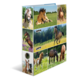 Ein Regal mit Bildern von verschiedenen Pferden in verschiedenen Posen und Umgebungen, darunter spielende, ruhende und laufende Tiere.